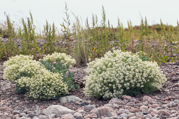 MERIKAALIT KUKKIVAT KOMEASTI BOKULLA ÖRENILLÄ (kuvattu veneestä)