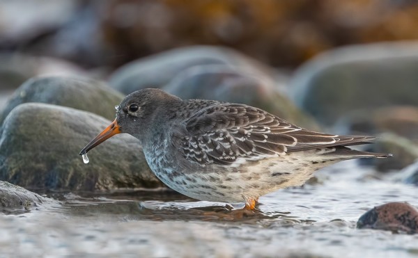 MERISIRREJÄ OLI MELKO NORMAALISTI, TOSIN NIUKEMMIN KUIN EDELLISTALVENA