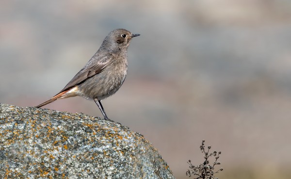 mustaleppalintu_21_Korppoo_04_19