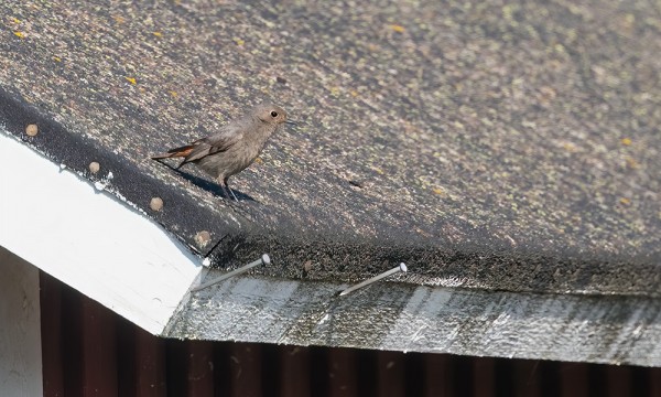MUSTALEPPÄLINTU MAASTOUTUU HYVIN TUMMAAN HUOPAKATTOON