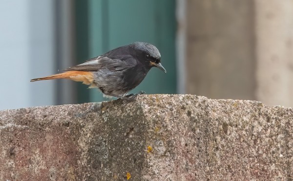 HYVIN TUMMA, MUTTA RUSKEHTAVASIIPINEN MUSTALEPPÄLINTU VIIHTYI HOTELLIALUEELLA