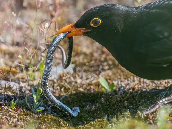 MUSTARASTAS PUOLESTAAN EI TYYTYNYT MATOIHIN VAAN NAPPASI RANTAKÄÄRMEEN