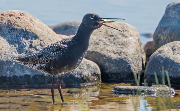MUSTAVIKLOJEN SYYSMUUTTO ON ALKANUT - TÄMÄ LÖYSI KALAN MATKAEVÄÄKSI