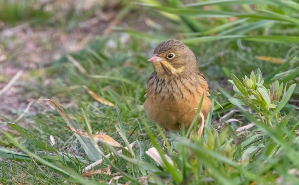PELTOSIRKKUJA NÄHTIIN NELJÄ KEVÄÄN AIKANA