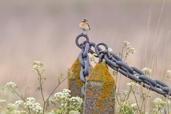 PENSASTASKUJEN MUUTTO JATKUI PITKÄLLE KESÄKUULLE
