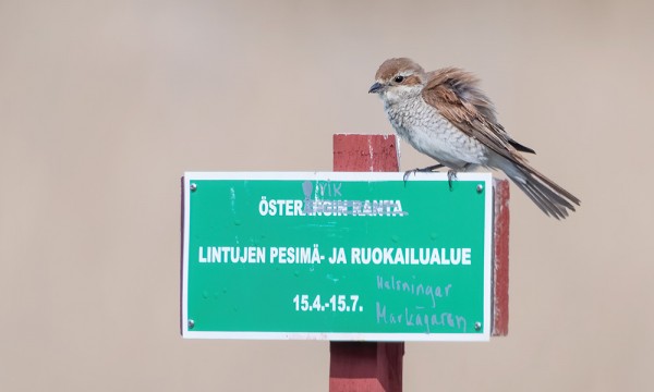 PIKKULEPINKÄISIÄ ON SAAREEN JÄÄNYT 2-3 PARIA