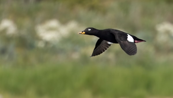 PILKKASIIPIKANTA ON PYSYNYT LÄHES ENNALLAAN