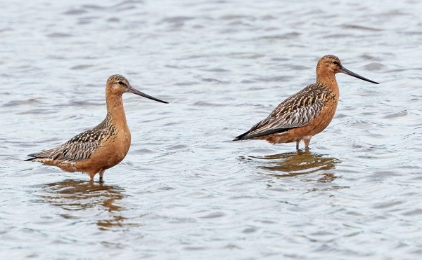 SYKSYN EKAT PUNAKUIRIT