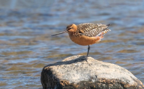 PUNAKUIRI VIIHTYY SAARESSA