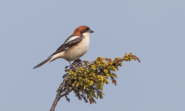 PUNAPÄÄLEPINKÄINEN HAUTAUSMAAN LÄHIKATAJISSA