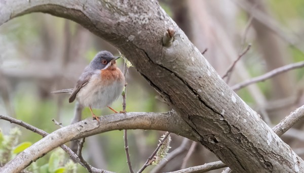 KOIRAS RUSORINTAKERTTU SAUNALAHDEN PAJURYTEIKÖSSÄ