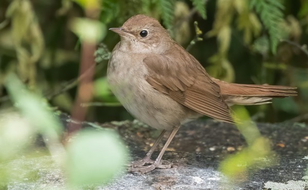 LUHTAKERTTUNEN JA SATAKIELI MEIDÄN SAUNAN KULMILTA