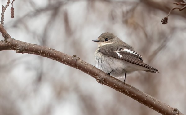 SEPELSIEPOT OLIVAT LÄHES KATEISSA, VAIN YKSI NAARAS NÄHTIIN