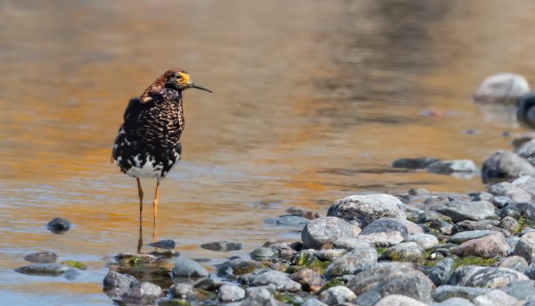 SUOKUKKOJEN MUUTTO ON HYVÄSSÄ VAUHDISSA
