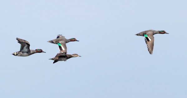 TAVEJA NÄKYY SILLOIN TÄLLÖIN, PESINNÄSTÄ EI IHAN VARMUUTTA