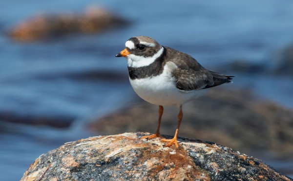 TYLLEILLÄ ON JO REILUN KOKOISET POIKASET