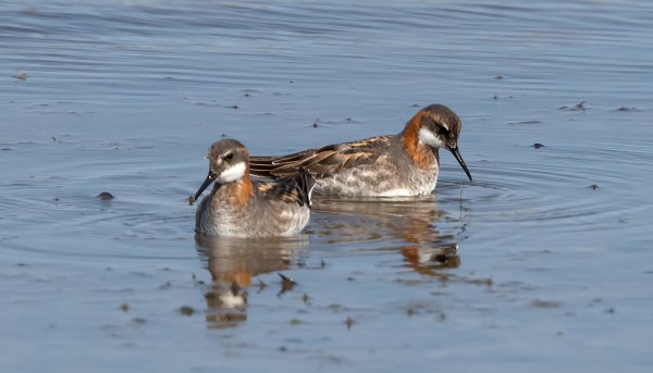 ITÄRANNALLA UISKENTELI PARI VESIPÄÄSKYÄ