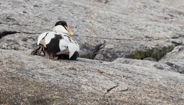 JOITAKIN VAIHTOPUKUISIA KOIRASHAAHKOJA ON JÄÄNYT UTÖN RANNOILLE