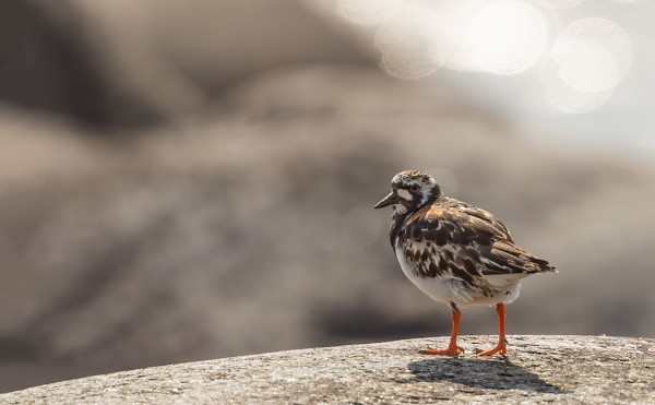 KARIKUKKOJA PESII KAKSI PARIA