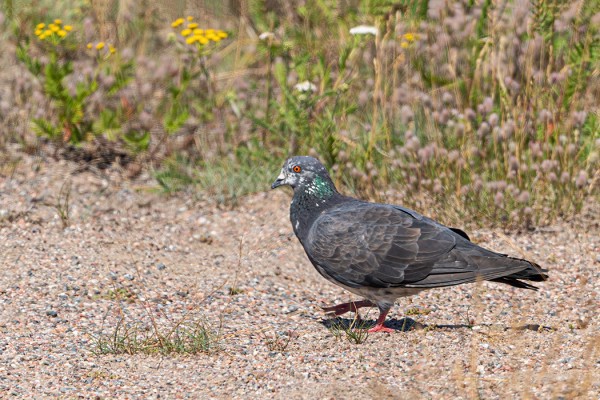 KESYKYYHKY HOTELLIN HIEKKAKENTÄLLÄ