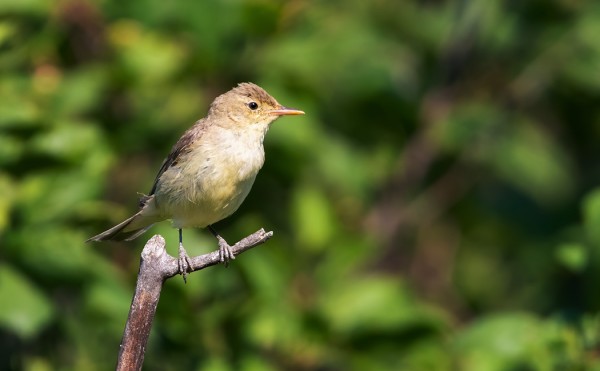 KULTARINTA VIIHTYY PIHALLAMME