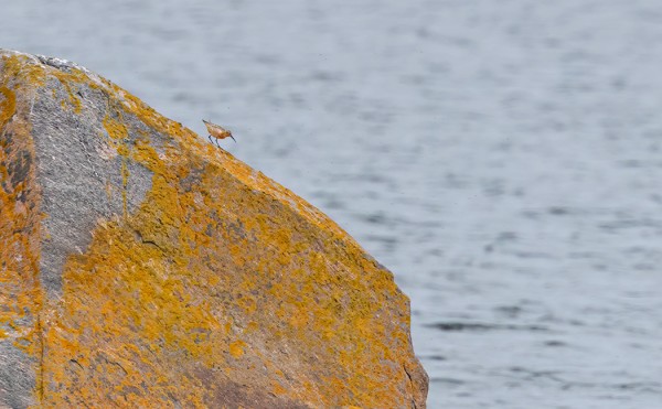 kuovisirri_05_Korppoo_07_19