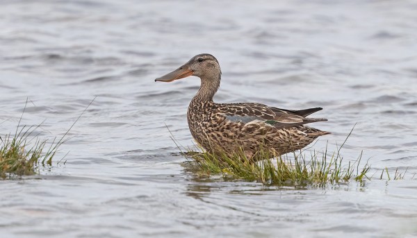 LAPASORSIA PESII UTÖSSÄ 2-3 PARIA