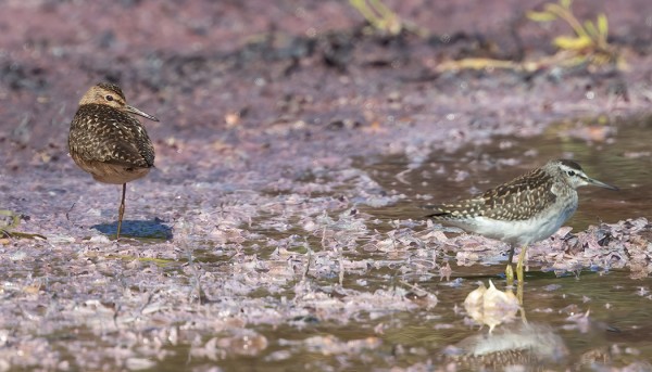 OMITUINEN PUNARUSKEA LIRO - MYÖS VATSAPUOLELTA JA JALOISTA - OLI HETKEN ITÄRANNALLA TAVALLISTEN LIROJEN SEURASSA.