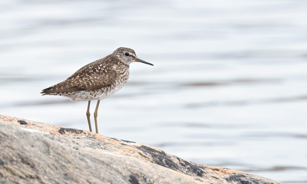 LIRO ON AJANKOHDAN YLEISIMPIÄ KAHLAAJIA