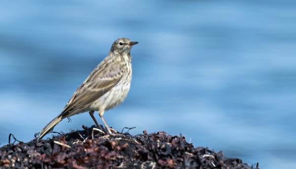 LUOTOKIRVINEN NÄKYY SILLOIN TÄLLÖIN ITÄRANNAN RAKKOLEVILLÄ