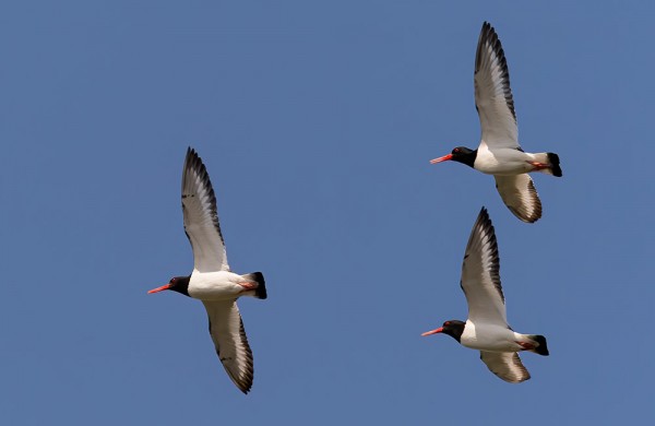 JOITAKIN MUUTTAVIAKIN MERIHARAKOITA ON NÄKYNYT