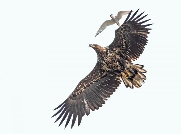 LAPINTIIRA PUOLUSTI REVIIRIÄÄN MERIKOTKALTA