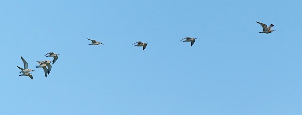 TÄNÄÄN MUUTTI PIKKUKUOVEJA