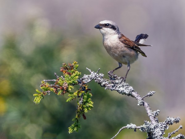 PIKKULEPINKÄISIÄ ON KAKSI PARIA