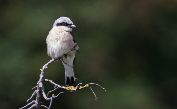PIKKULEPINKÄISIÄ ON SAARESSA PESINYT VARMUUDELLA VAIN YKSI PARI.