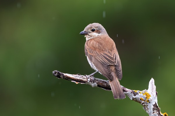 PIKKULEPINKÄINEN ON NÄKYVÄ LAJI
