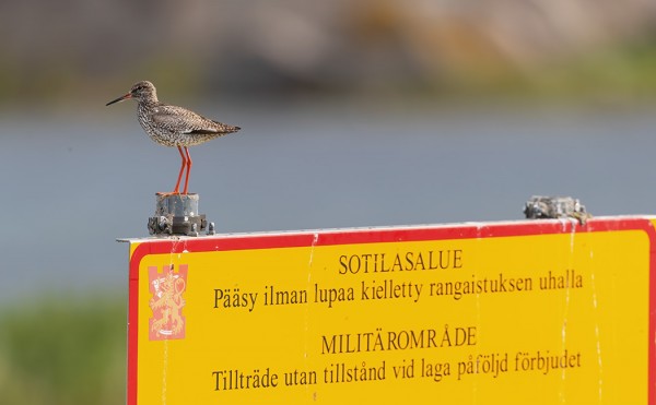 PUNAJALKAVIKLOT HÄTÄILEVÄT NYT POIKASTENSA PUOLESTA