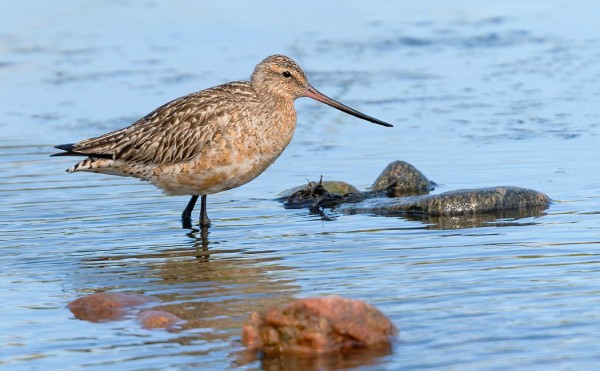 ITÄRANNALLA OLI YKSINÄINEN PUNAKUIRI