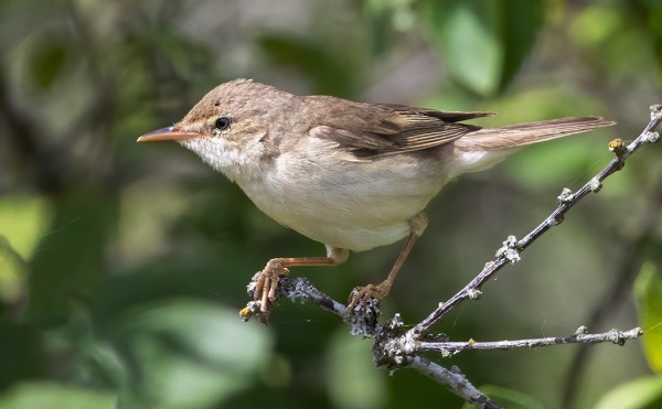RYTIKERTTUNEN SAUNAPUSKASSAMME