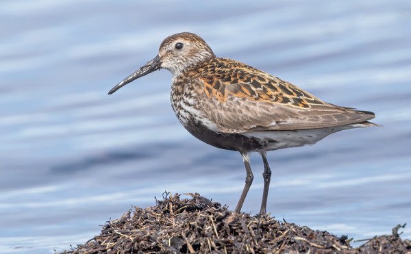 VANHAT SUOSIRRIT OVAT ILMAANTUNEET SYYSMUUTOLLE