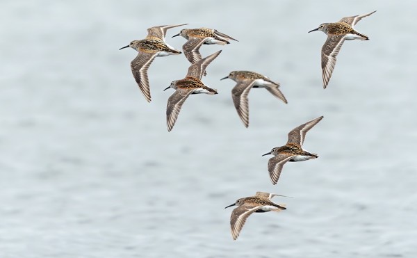 SUOSIRREJÄ LENNOSSA ITÄRANNALLA