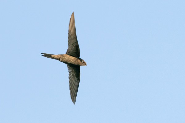 tervapääsky_03_Turku_07_19