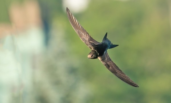 KOHTI TULEVA, SIVUTTAISLIIKEESSÄ OLEVA JA PUISTON LEHTIPUITA VASTEN LENTÄVÄ TERVAPÄÄSKY