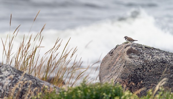 UUDELLA KAMERALLA SAA VÄLJEMPIÄKIN RAJAUKSIA