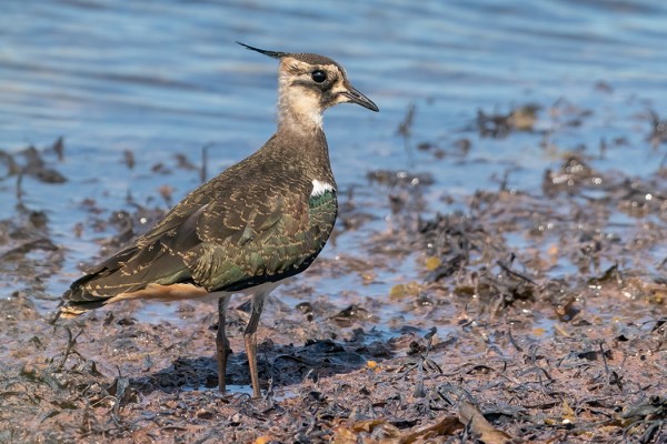 TÖYHTÖHYYPPÄ ITÄRANNALTA