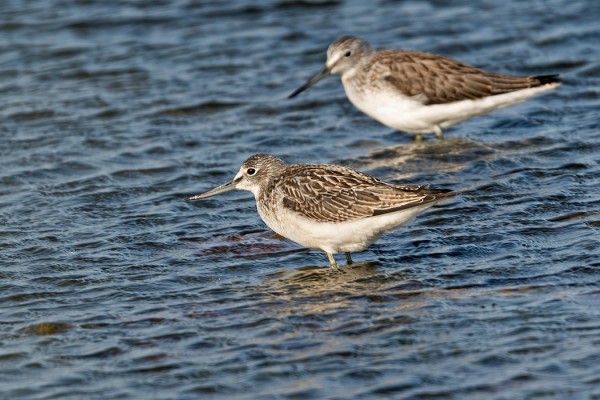 VALKOVIKLOJEN SYYSMUUTTO ON HYVÄSSÄ VAUHDISSA
