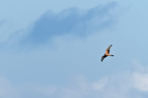 arosuohaukka_02_Korppoo_08_19