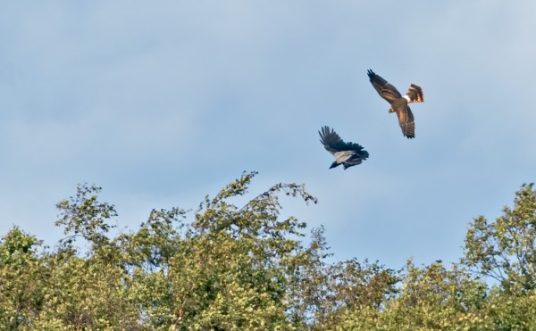 NUORI AROSUOHAUKKA PYÖRI LÄHES KOKO AJAN ORMSKÄRISSÄ
