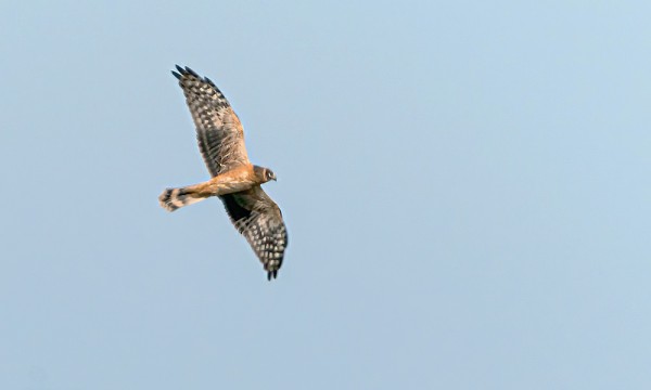 NUOTI AROSUOHAUKKA VIIHTYI TAAS PITKÄÄN SAARESSA