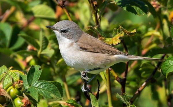 HERNEKERTTUJA ON ILMESTYNYT TOISTAKYMMENTÄ